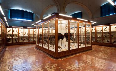 Zoological Museum La Specola, Florence
