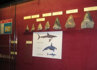 Музей палеонтологии и геологии Гаэтано Джемелларо, Палермо