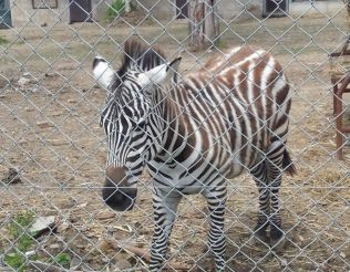 Zoo, Naples