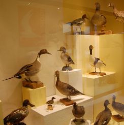 Ornithological Museum of Sardinia, Siddi