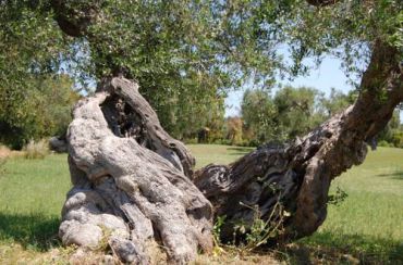 Scalilla L'Agriturismo